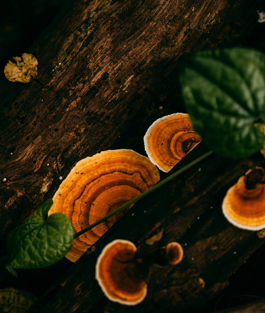 i funghi della salute. micoterapia