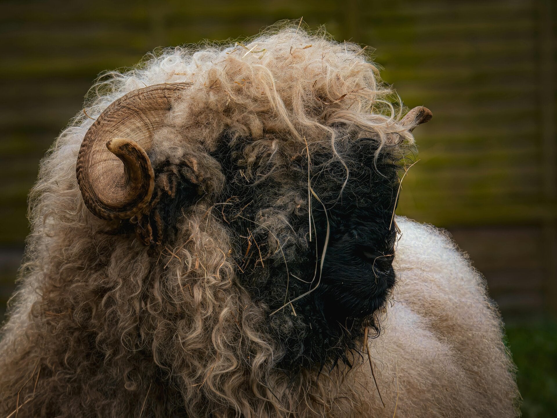 Schaap Walliser Schwartznasee