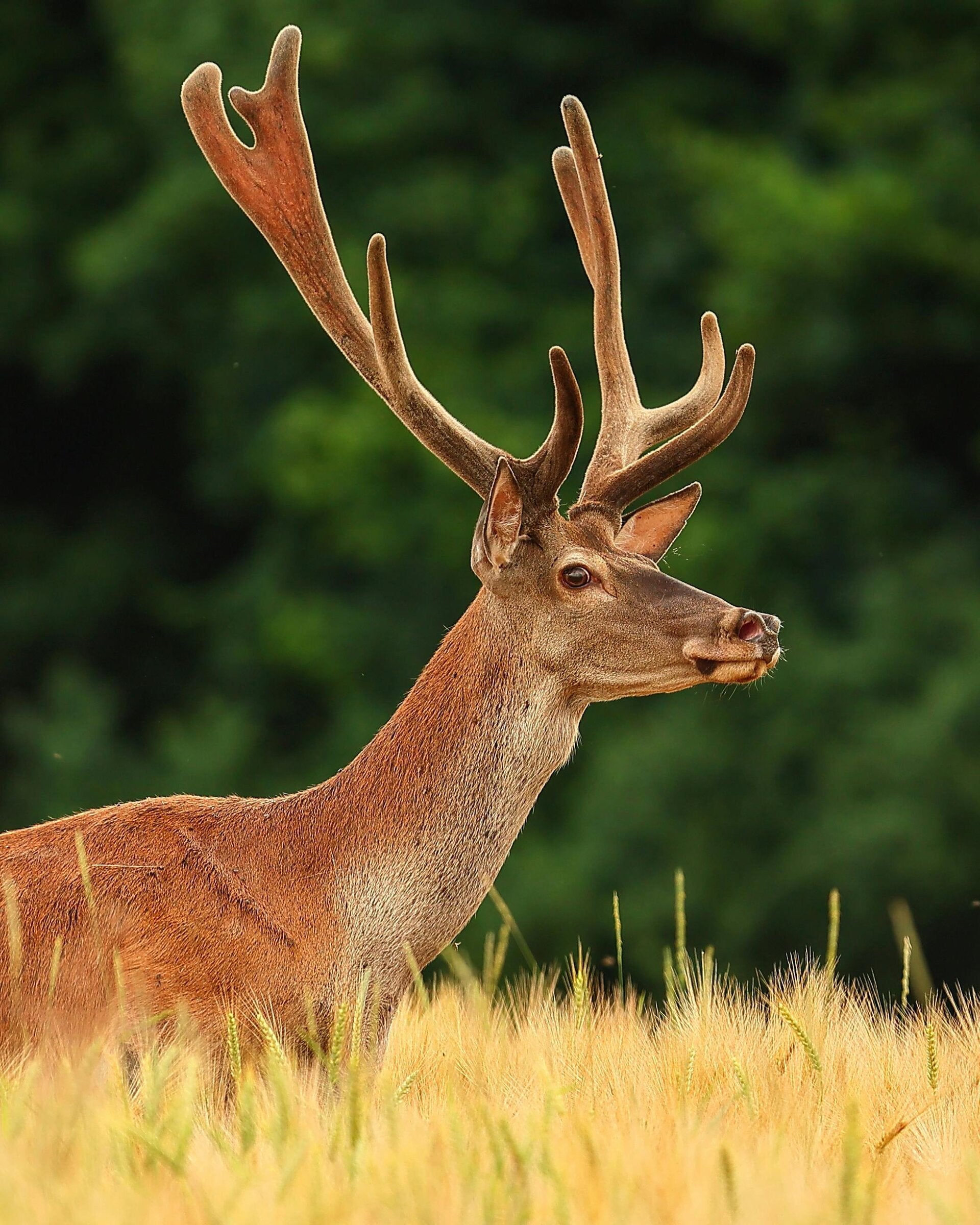 Foto: The antlers on the head of a deer