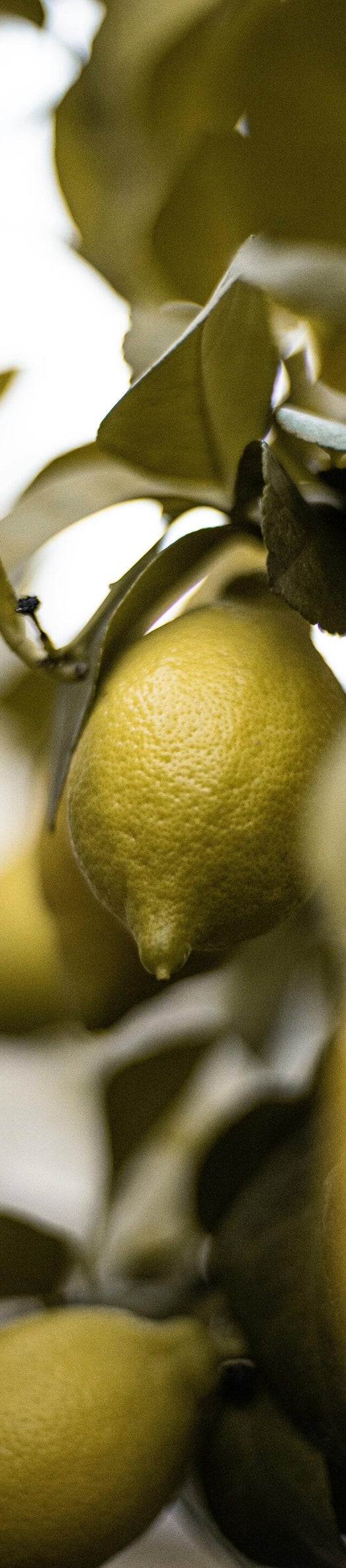olio essenziale di limone nei trattamenti di bellezza cute e capelli