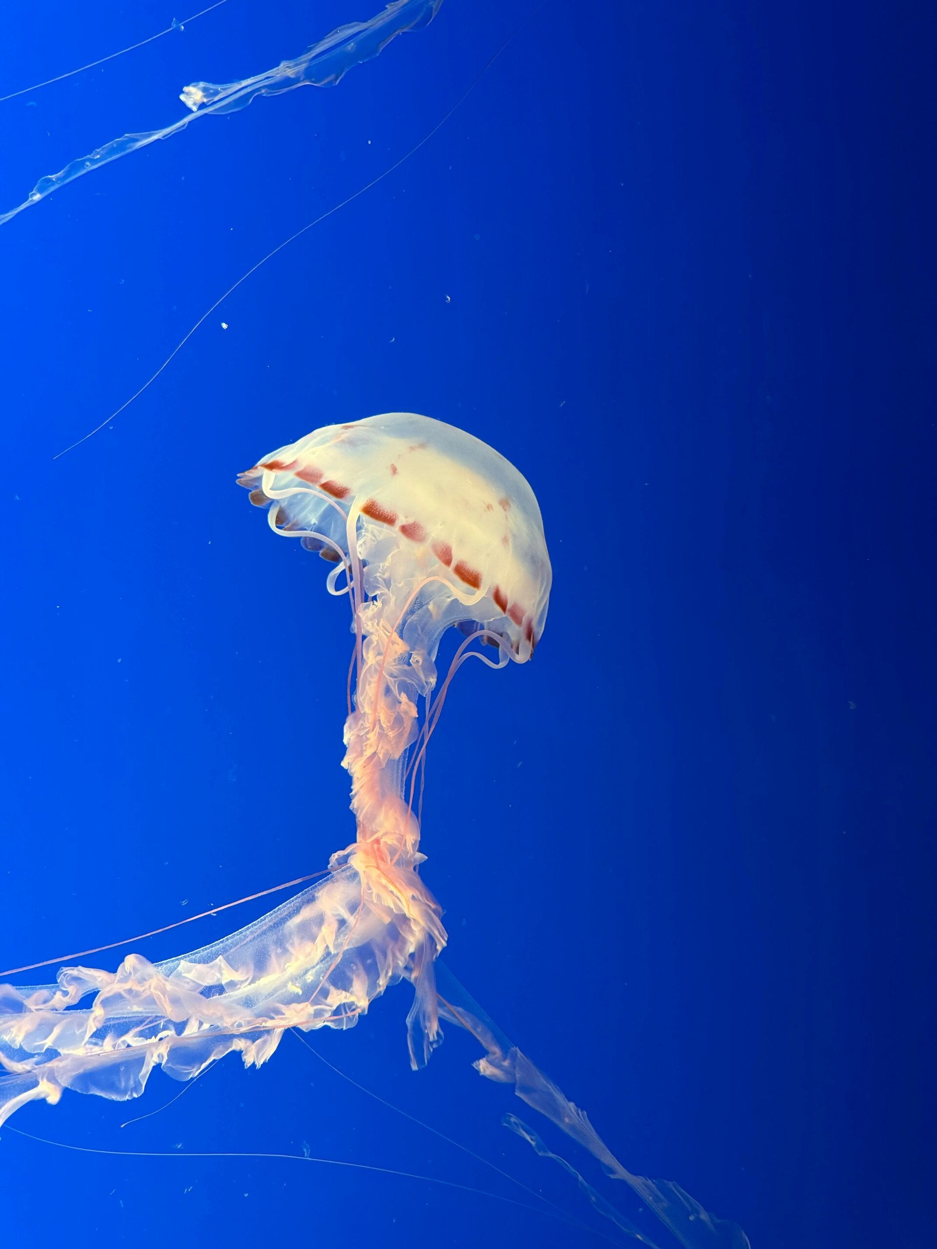 Compass Jellyfish