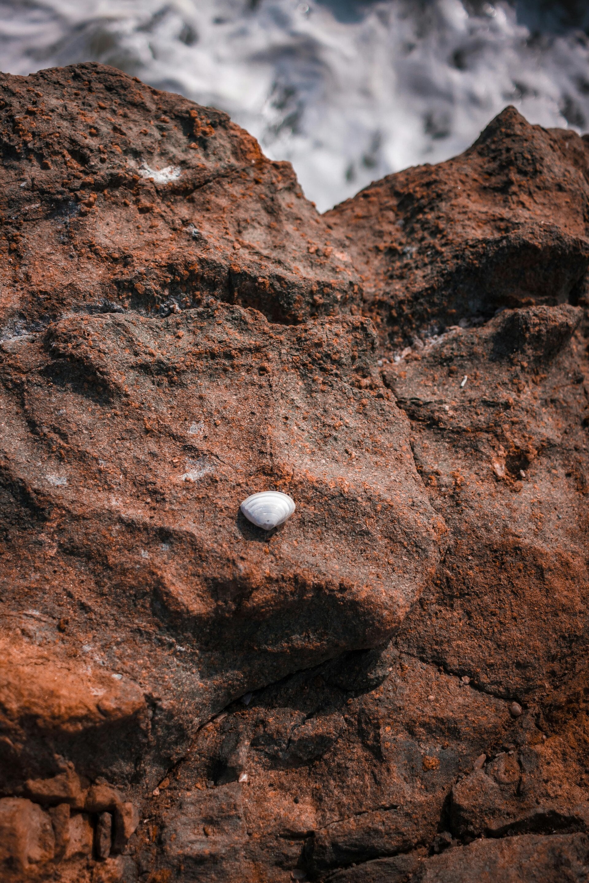Grey Chiton