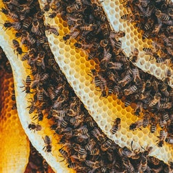 wasp nest