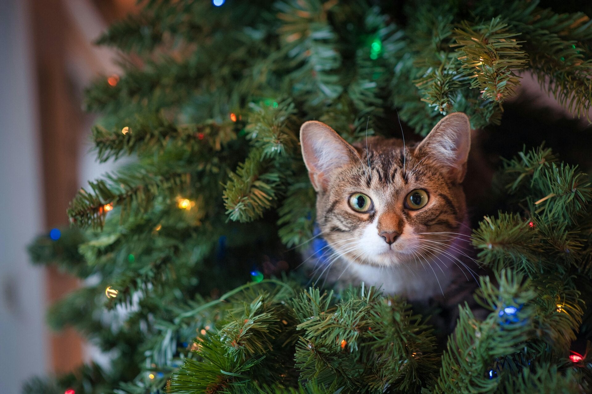 Curious cat, hiding in Christmas tree during premium in-home pet-sitting