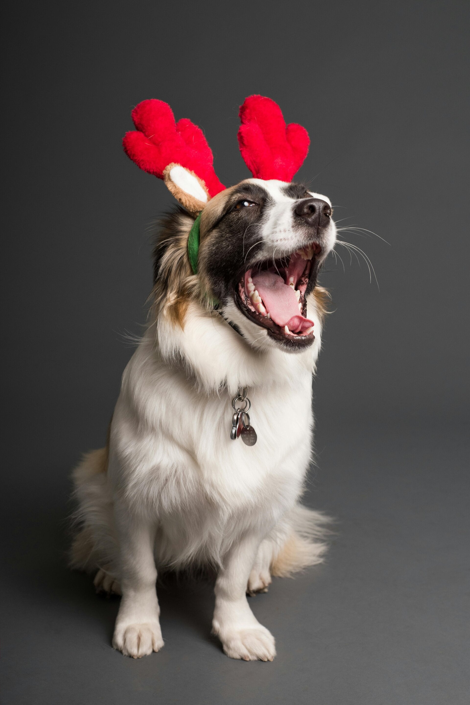 Happy festive dog with reindeer antlers in a luxury in-home pet care setting