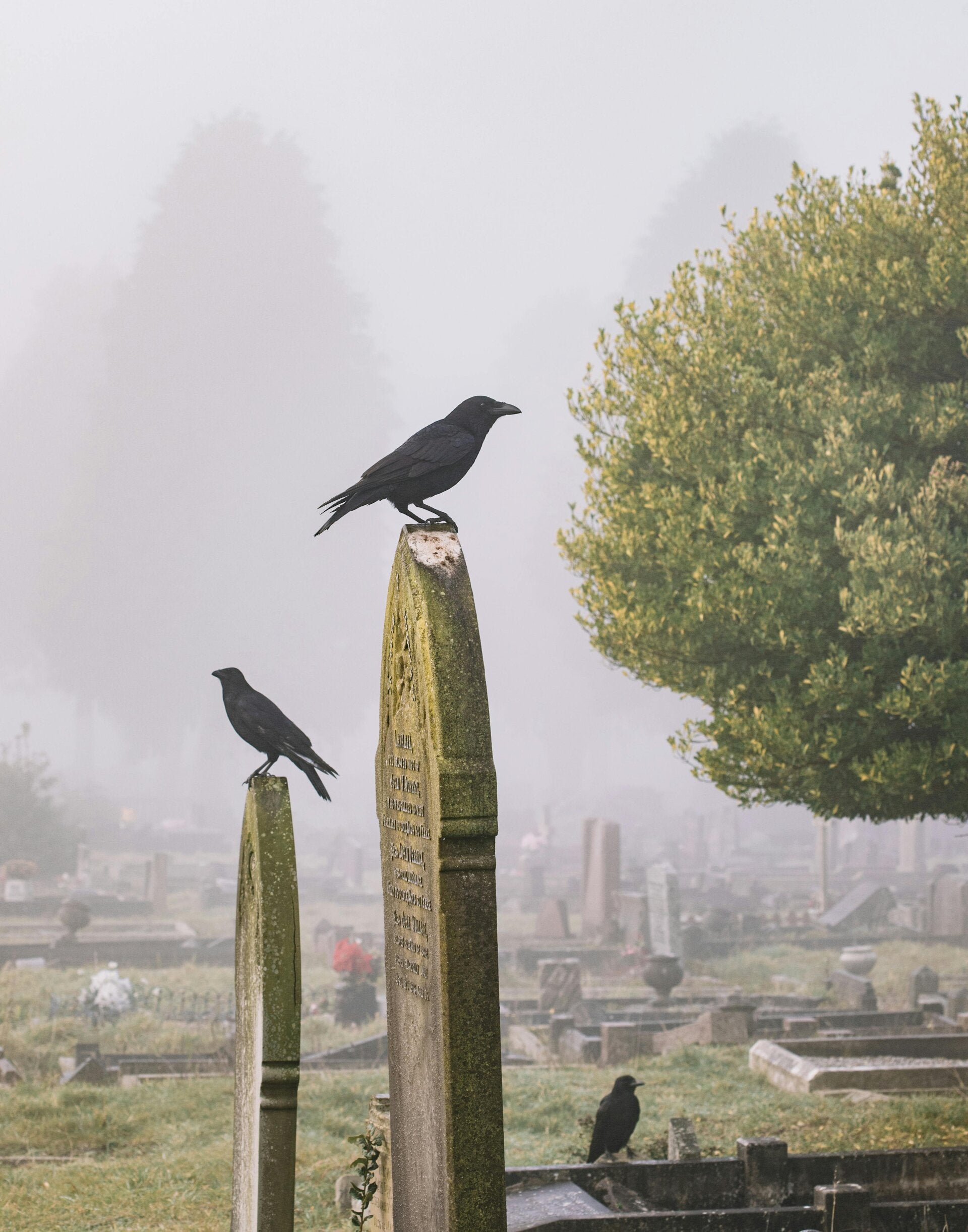 Gift idea for raven lovers: ravens as a witch’s companion