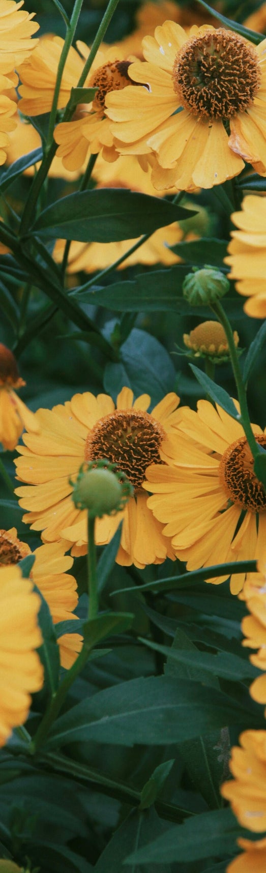 arnica azione farmacologica e curativa