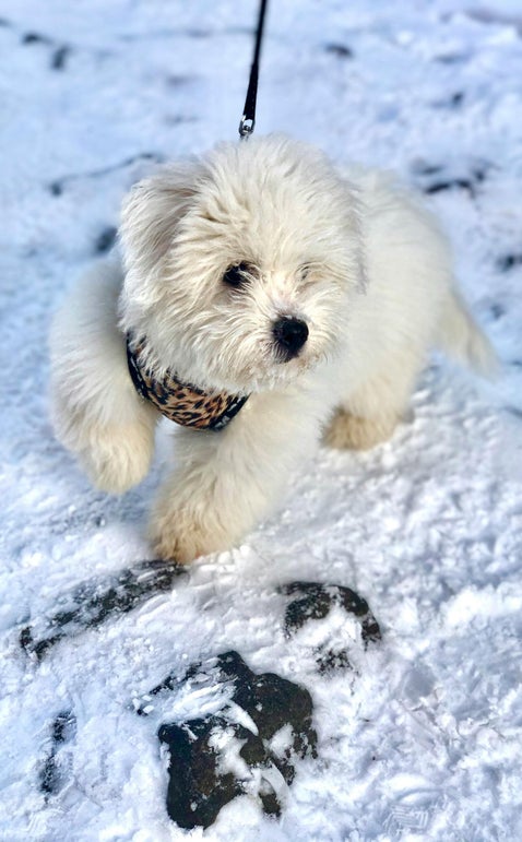 Wit Malthezerpuppy aan de riem in de sneeuw