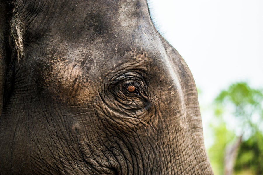 Les éléphants, alliés inattendus de la lutte contre le cancer ? Ce gène pourrait tout changer pour la médecine humaine