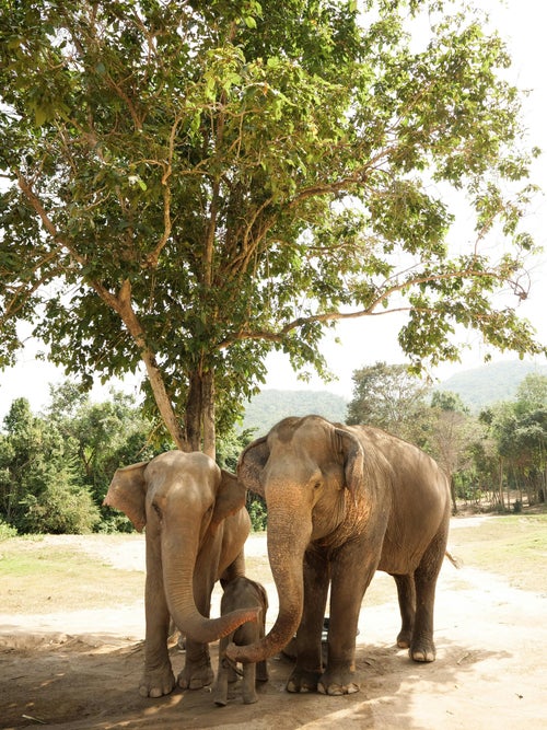 Éléphants en liberté dans un sanctuaire