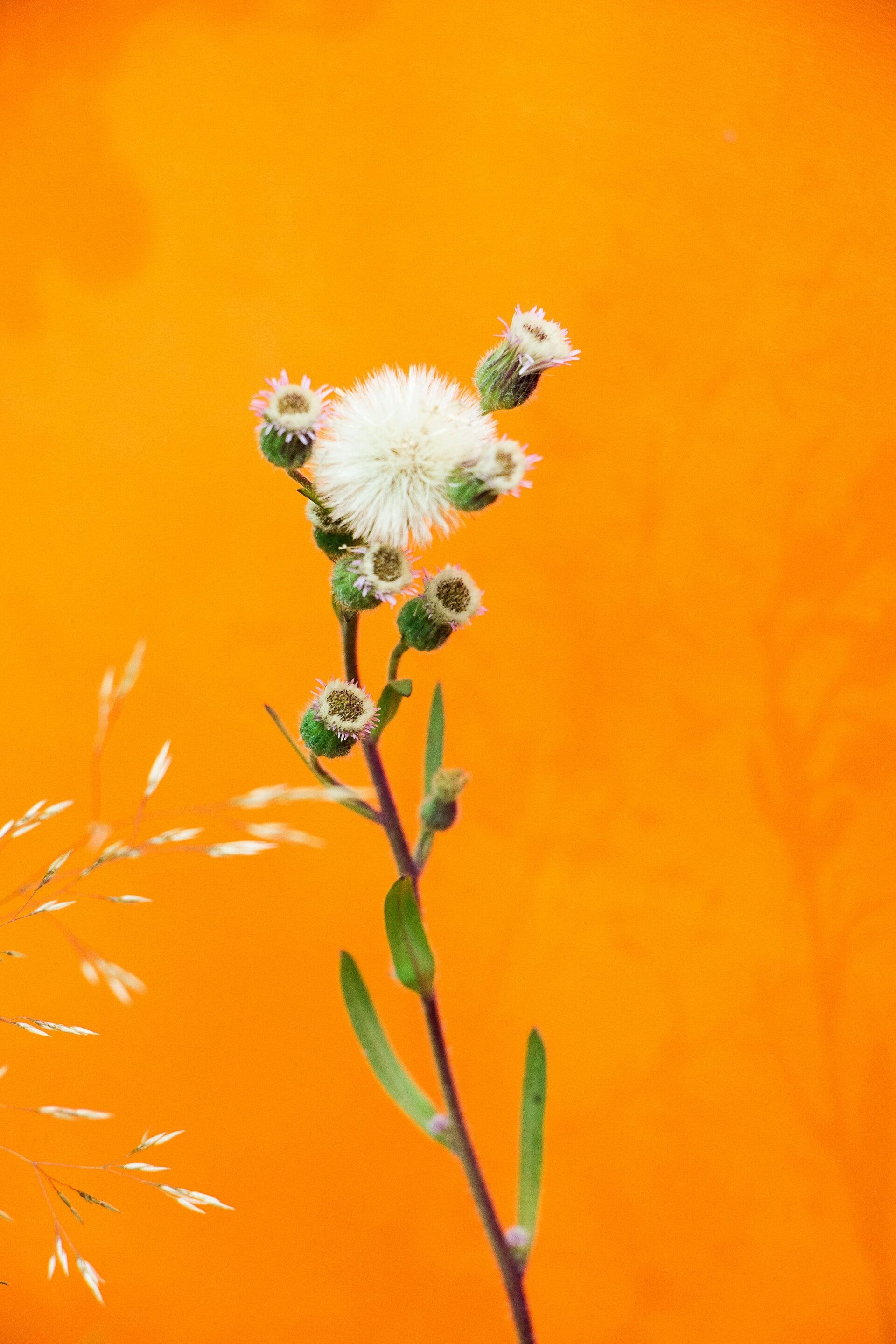 Droogbloemen op een bruine tafel