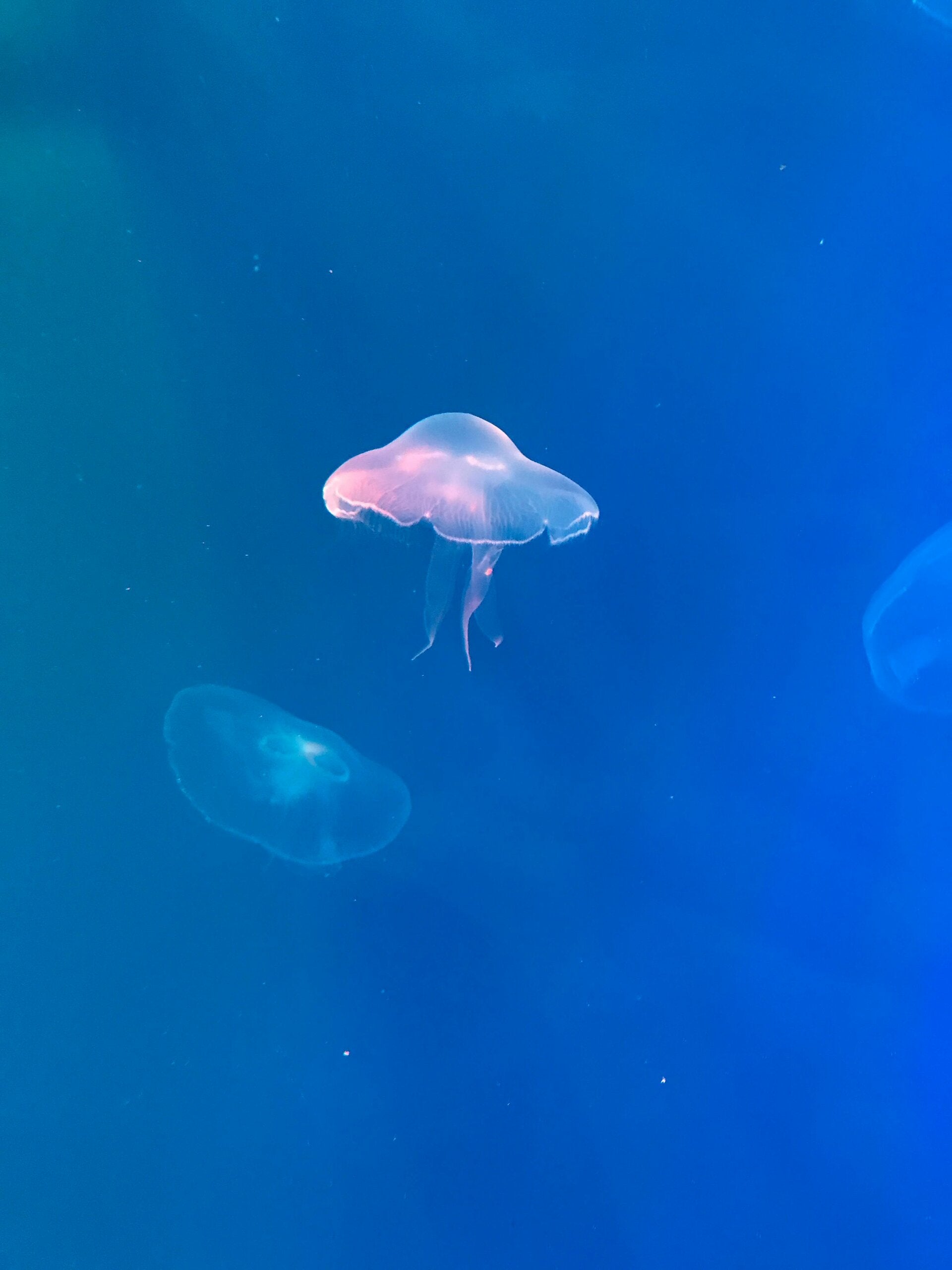 Moon Jellyfish