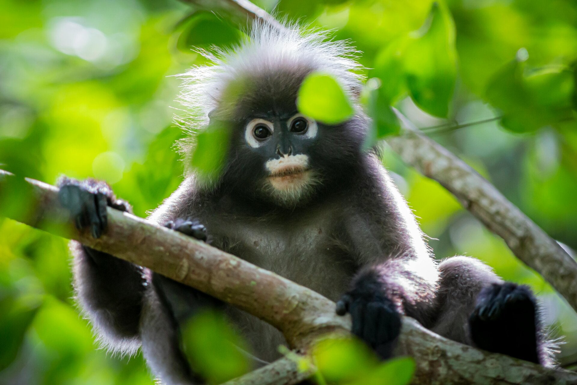 Maleisië en Borneo