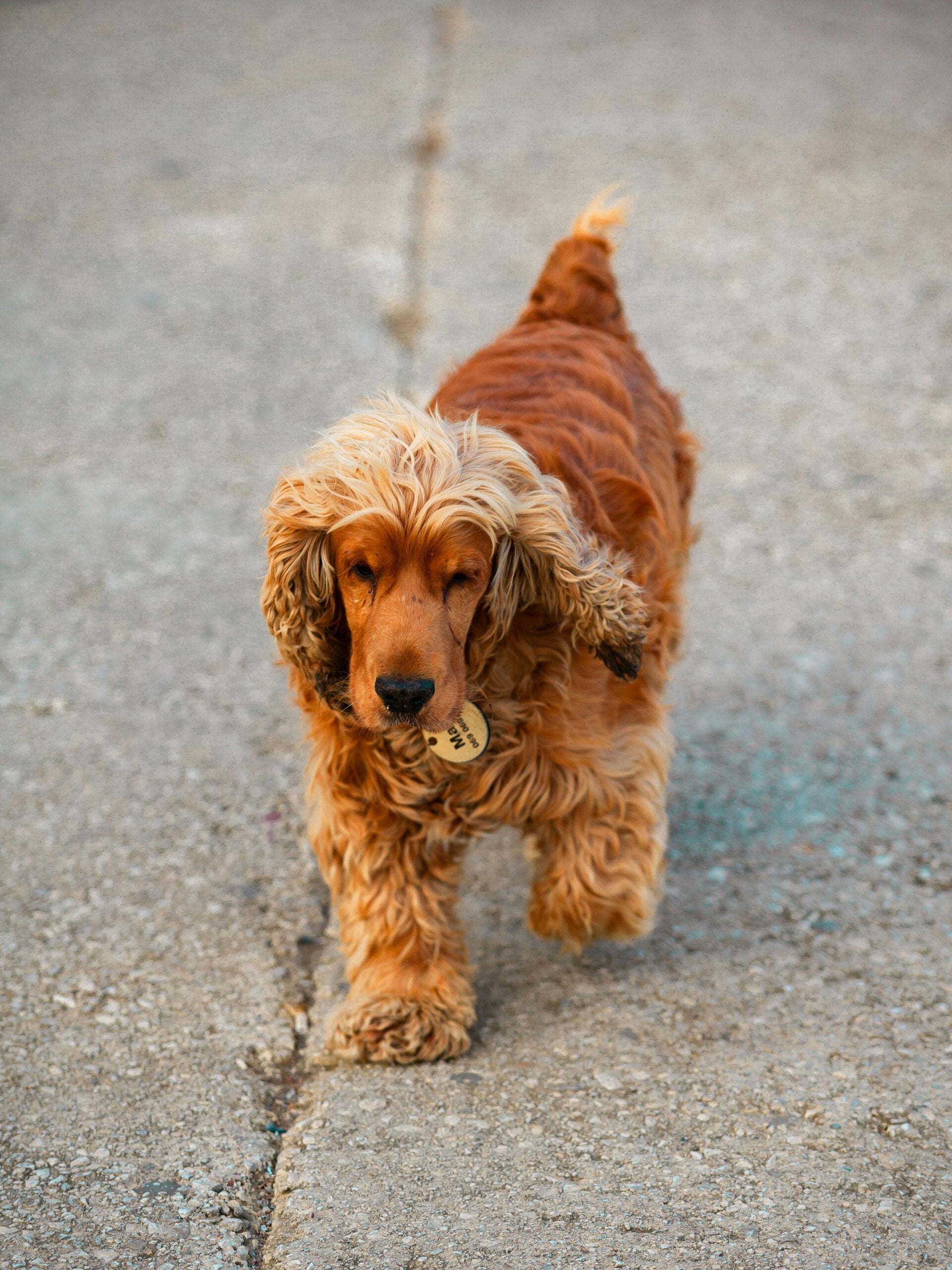 dog walker Lymm Grappenhall Warrington