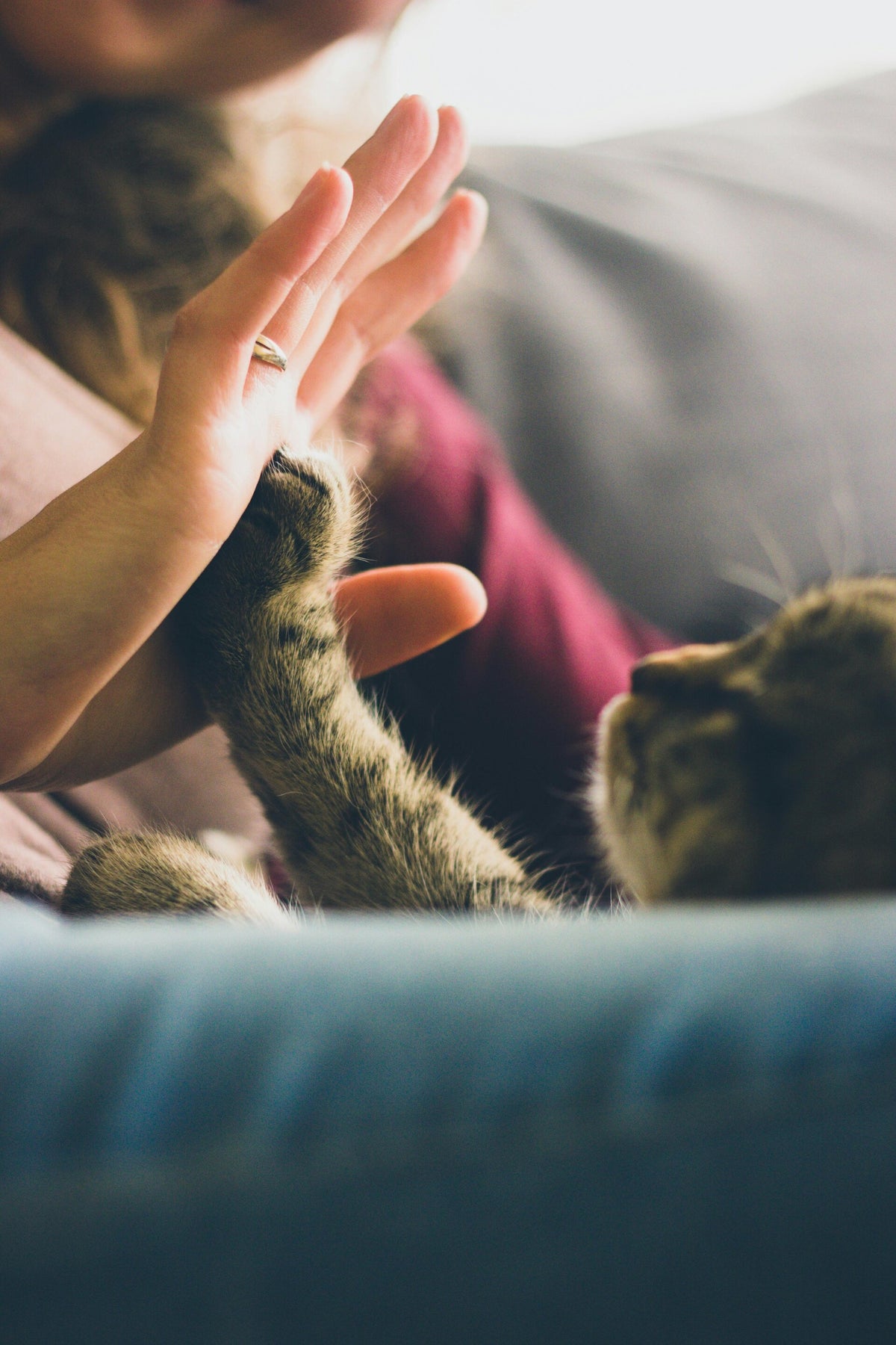 Trap Neuter Vaccinate Return (TNVR) Program