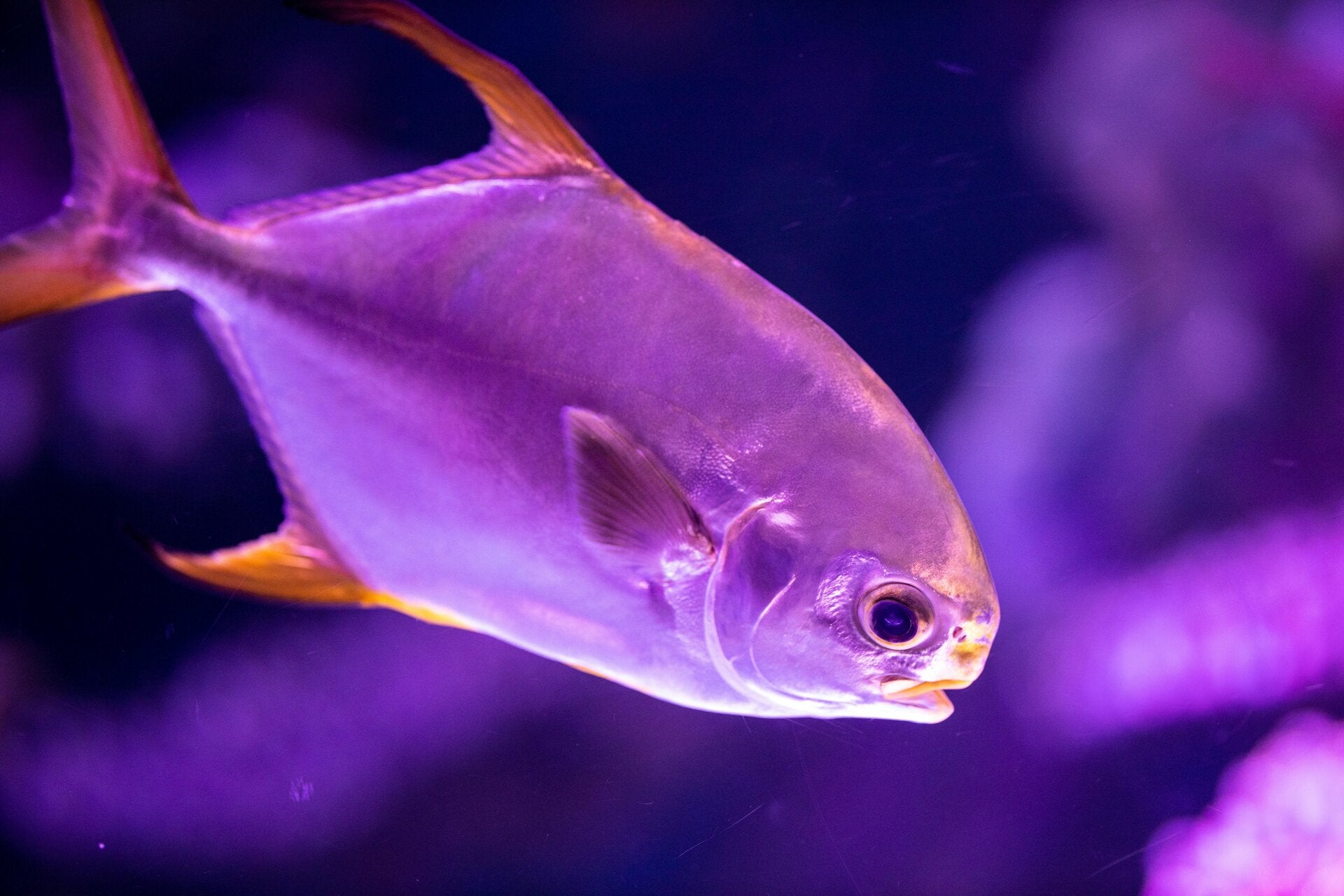Butterfish