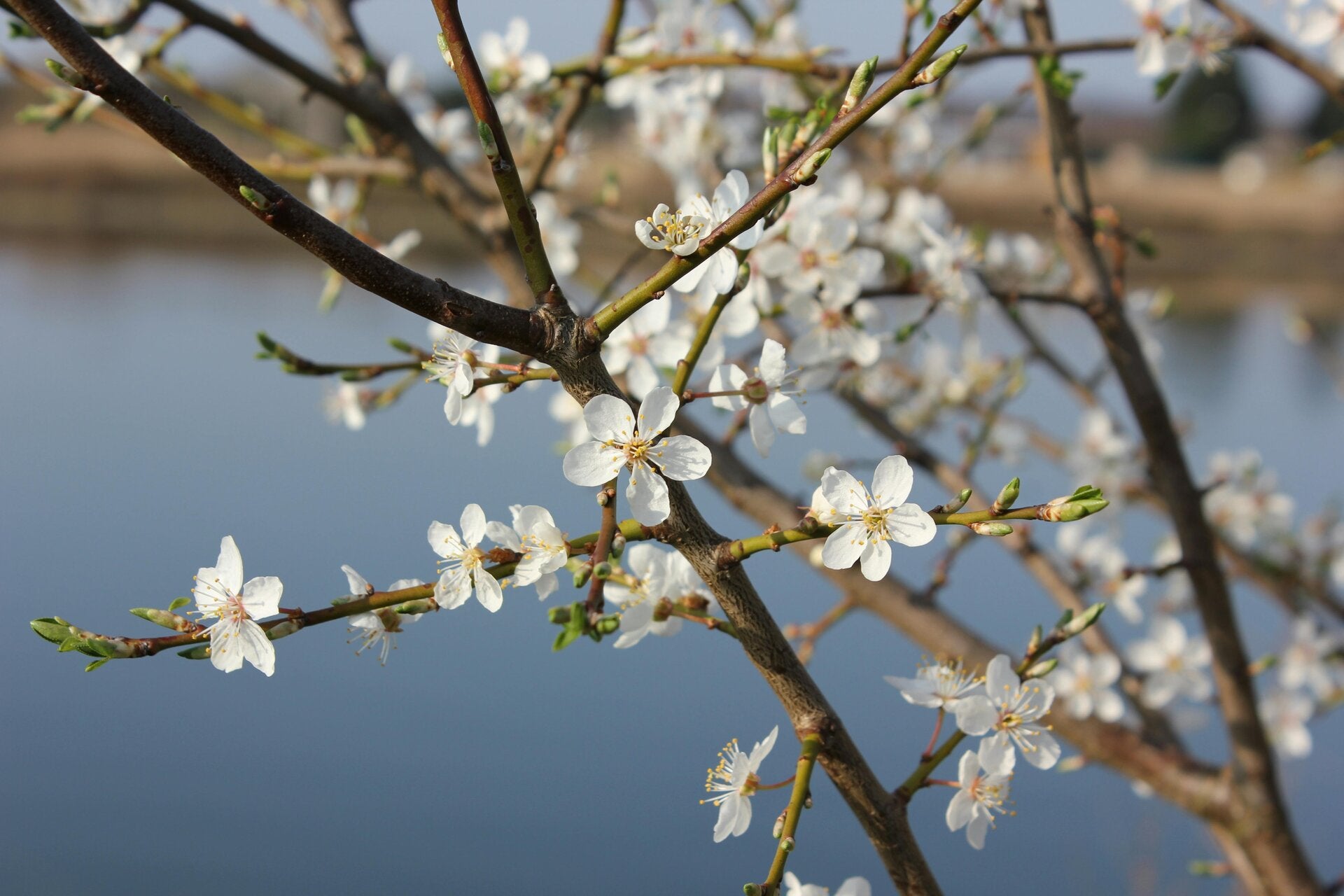 BloesemMoment gratis 20 minunten kennismaking