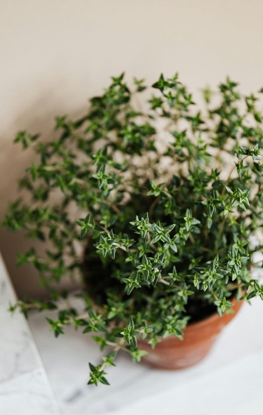 olio essenziale di timo per la salute ed il benessere