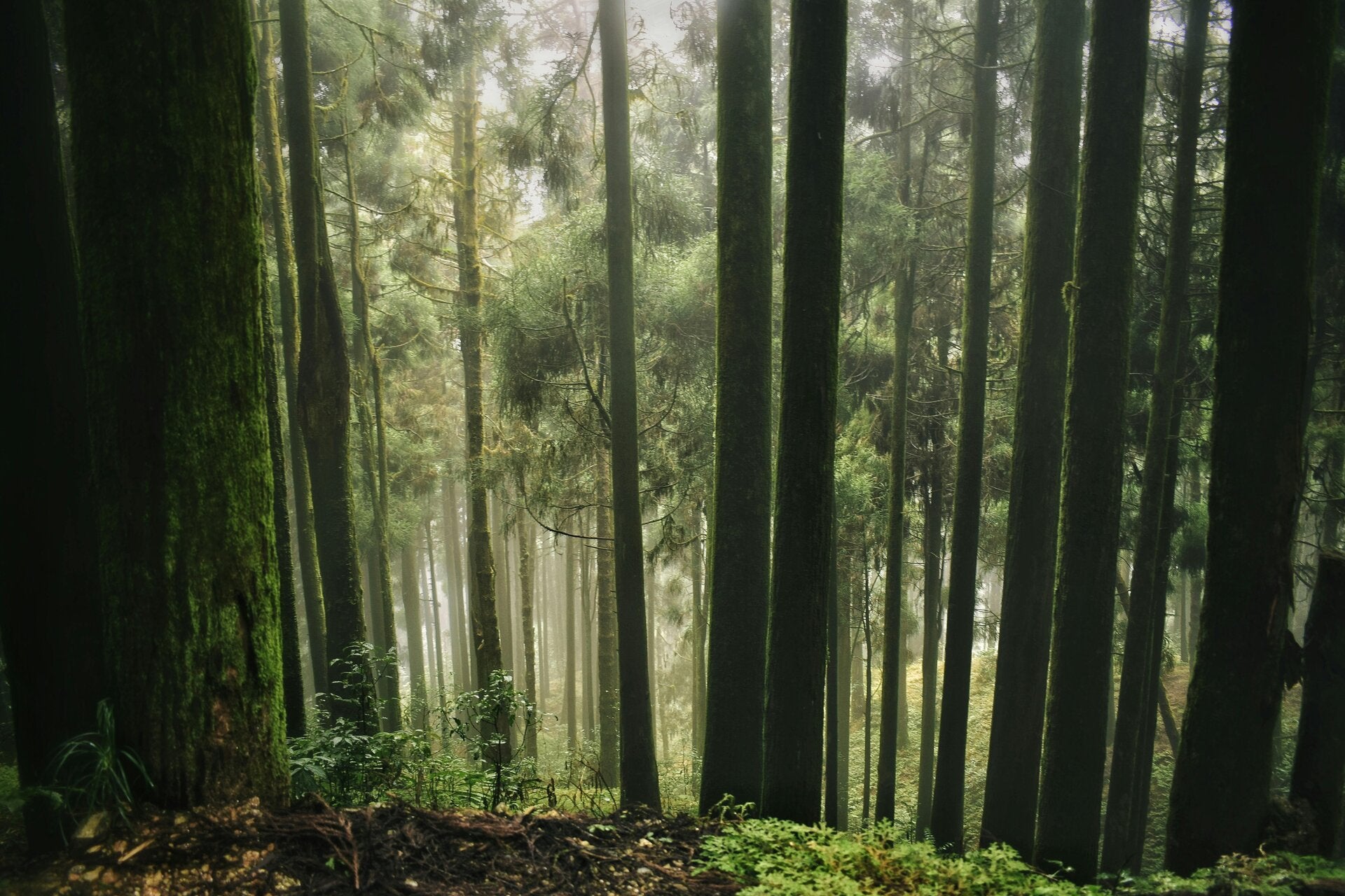 Red subterránea de raíces en un bosque como metáfora de las redes de apoyo en salud mental
