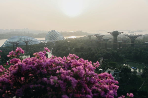 Supertrees de Gardens by the Bay