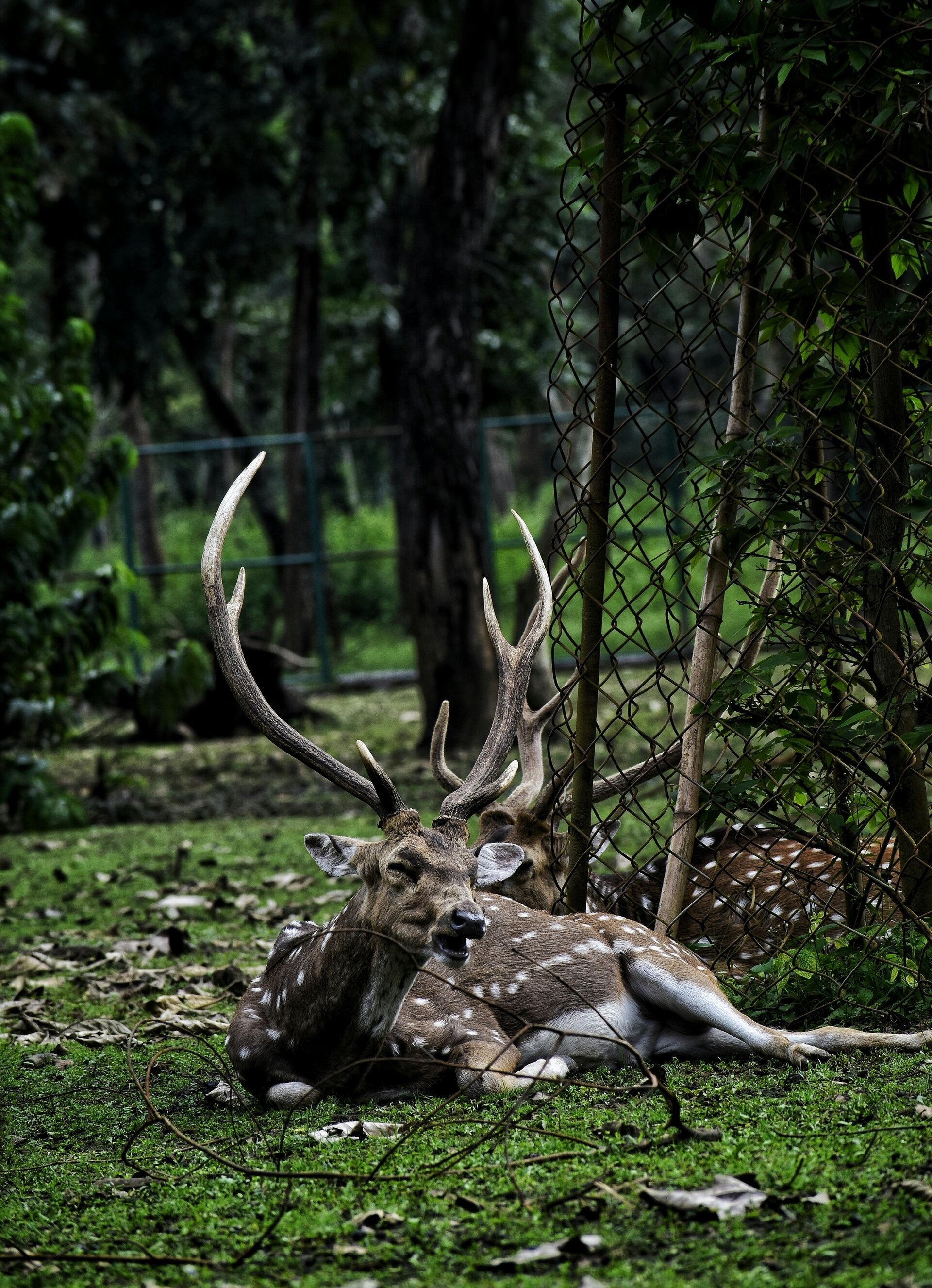 Biche paisible dans un parc ombragé