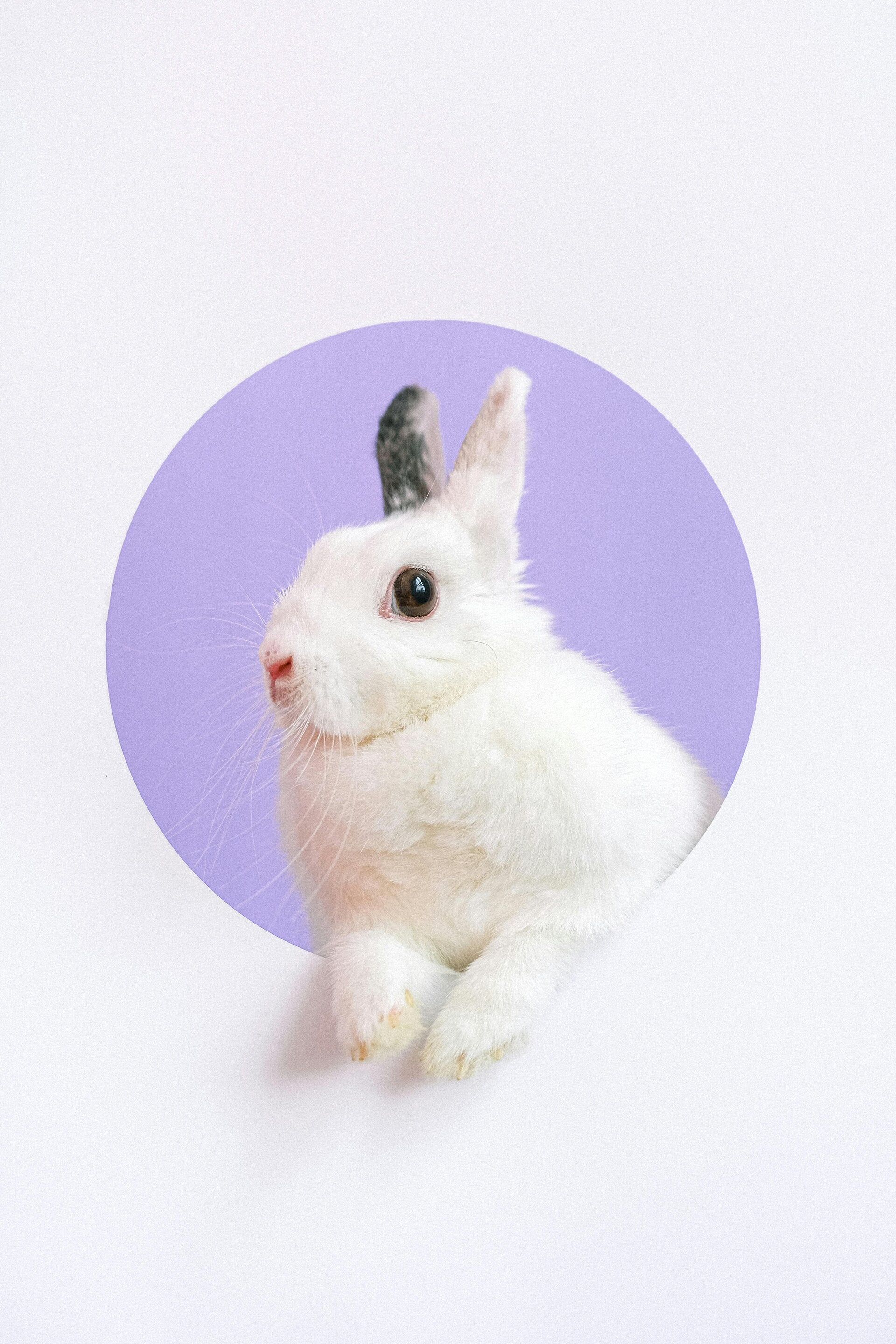 Reiki sessie voor dieren Den Bosch Fayana Healing konijn, cavia