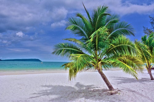 Cocotier penché au-dessus d’une plage de sable blanc