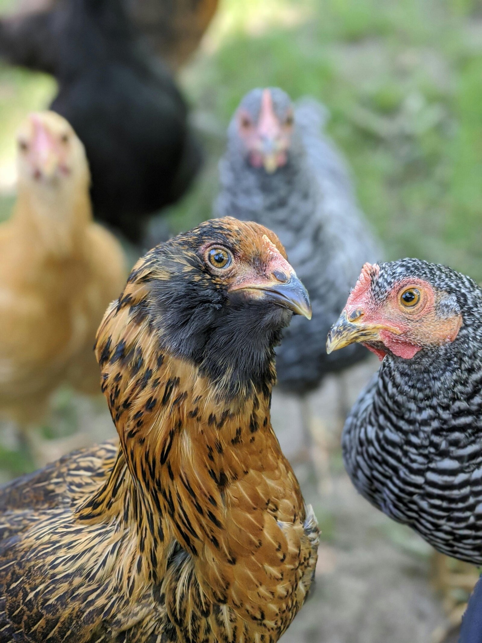 Live Oak Roost Farm photo 4
