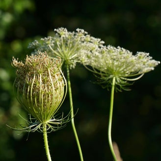 Spagyriek voor mens en dier Drenthe