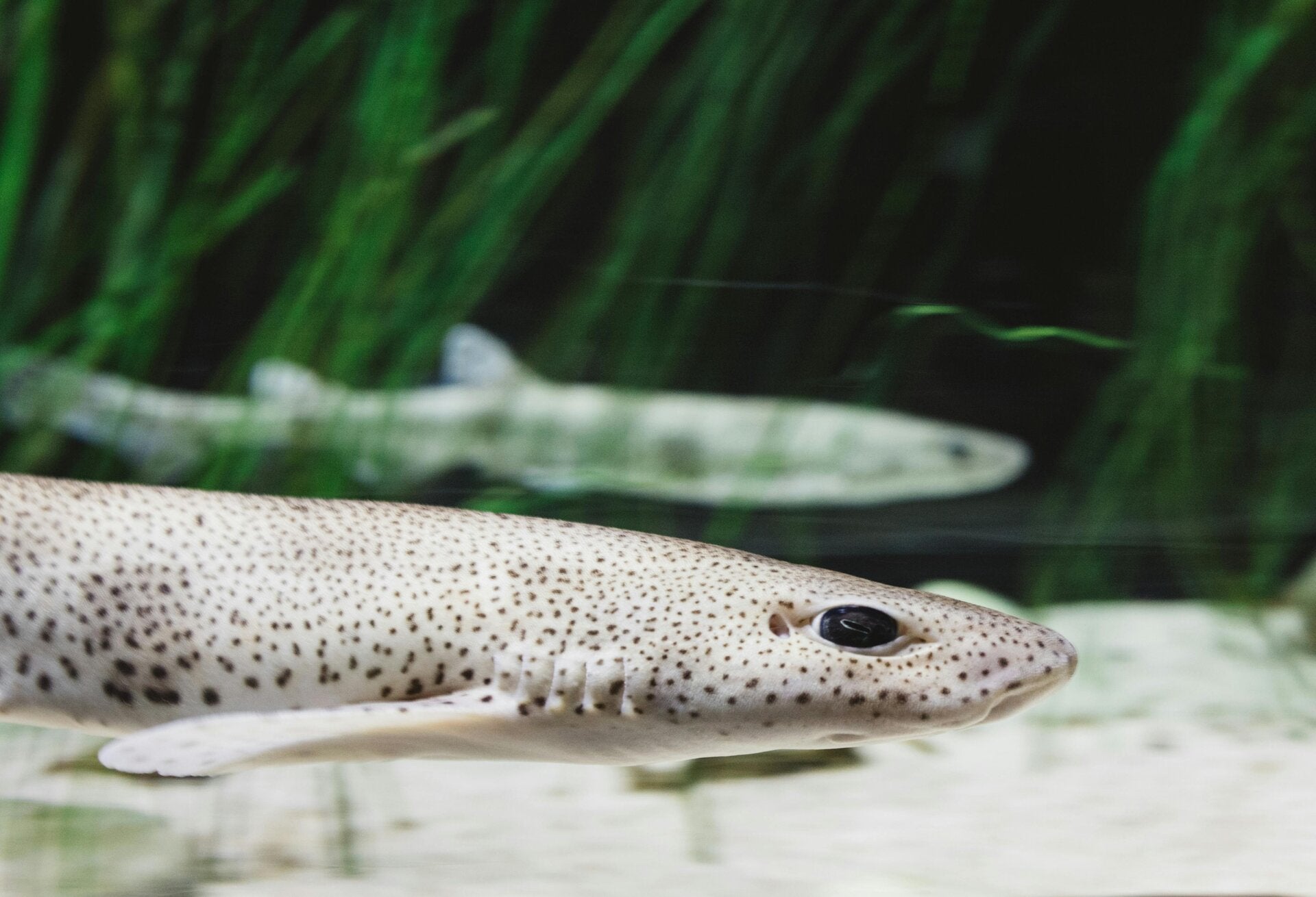 Dogfish
