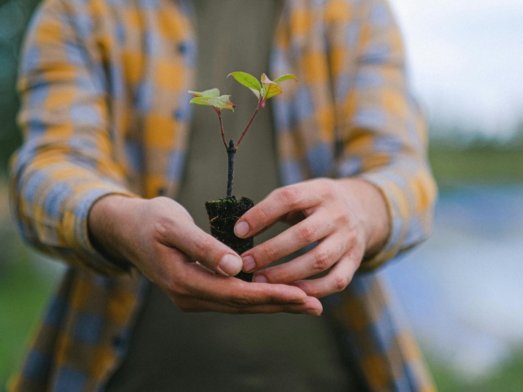 Tree Planting & Advice | Native Tree Services