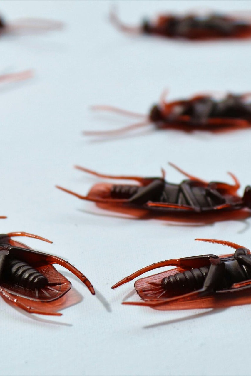 Kitchen area where cockroach activity may require inspection and targeted treatment