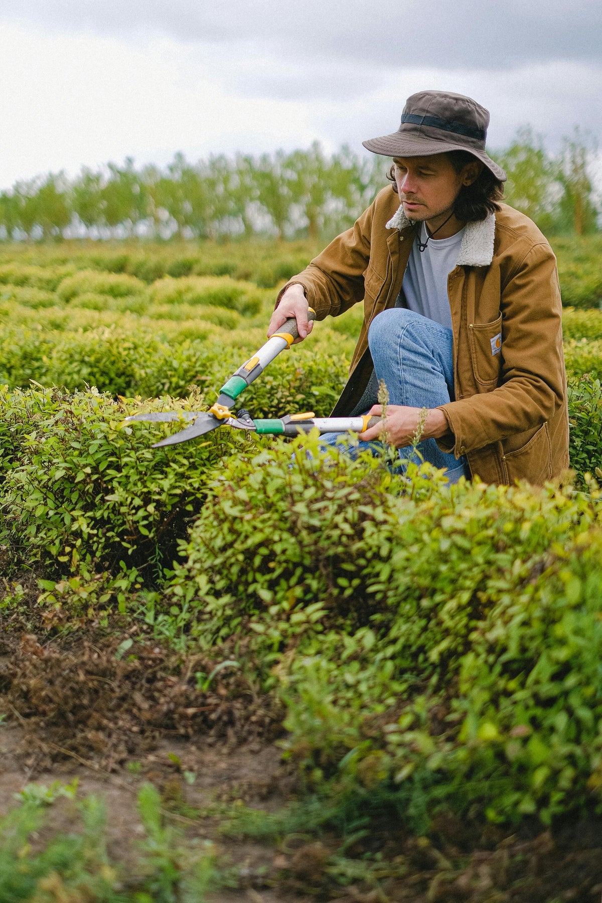 weekend warriors tree hedging