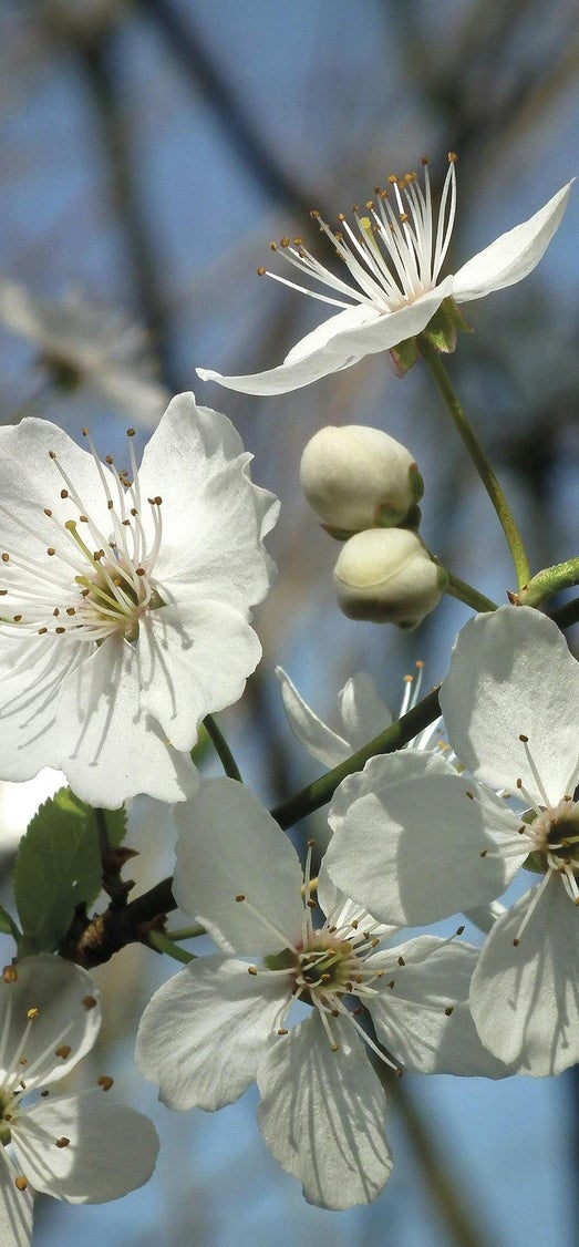 Cherry Plum il fiore di bach per l'ansia e l'angoscia