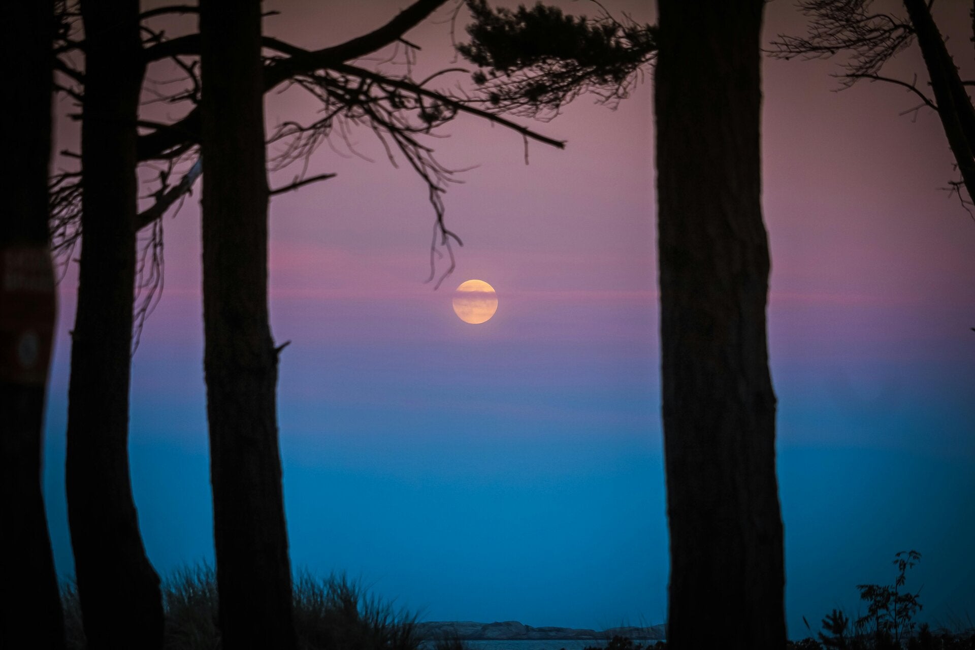Picture of a rising moon at duck between tree silhouttes