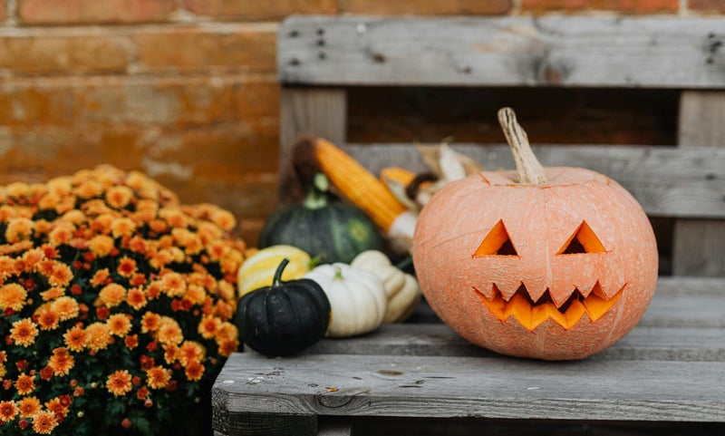 A warm and inviting autumn composition with a carved pumpkin, small pumpkins, and cheerful orange flowers.