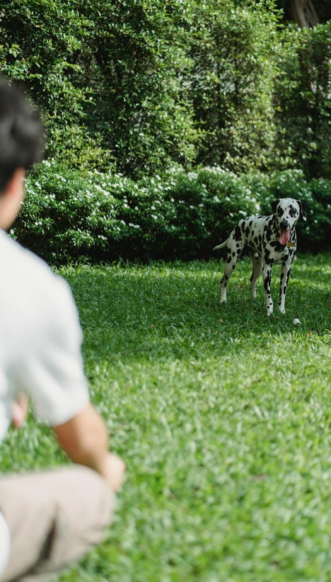 Hund läuft freudig zurück rueckruf-hund-dillenburg.jpg „Hund kommt beim Rückruf im Training in Dillenburg zurück“ „Rückruftraining beim Hund in Dillenburg“