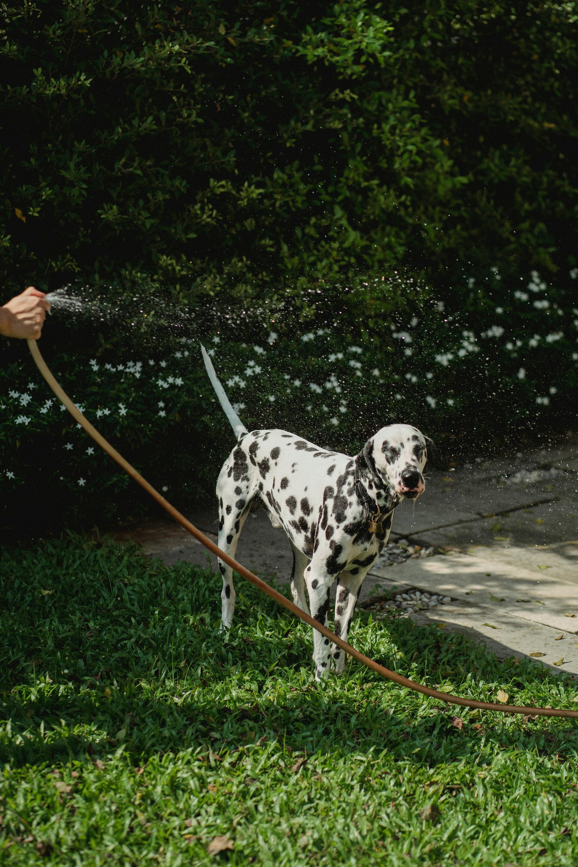 Tips tegen de hitte voor honden