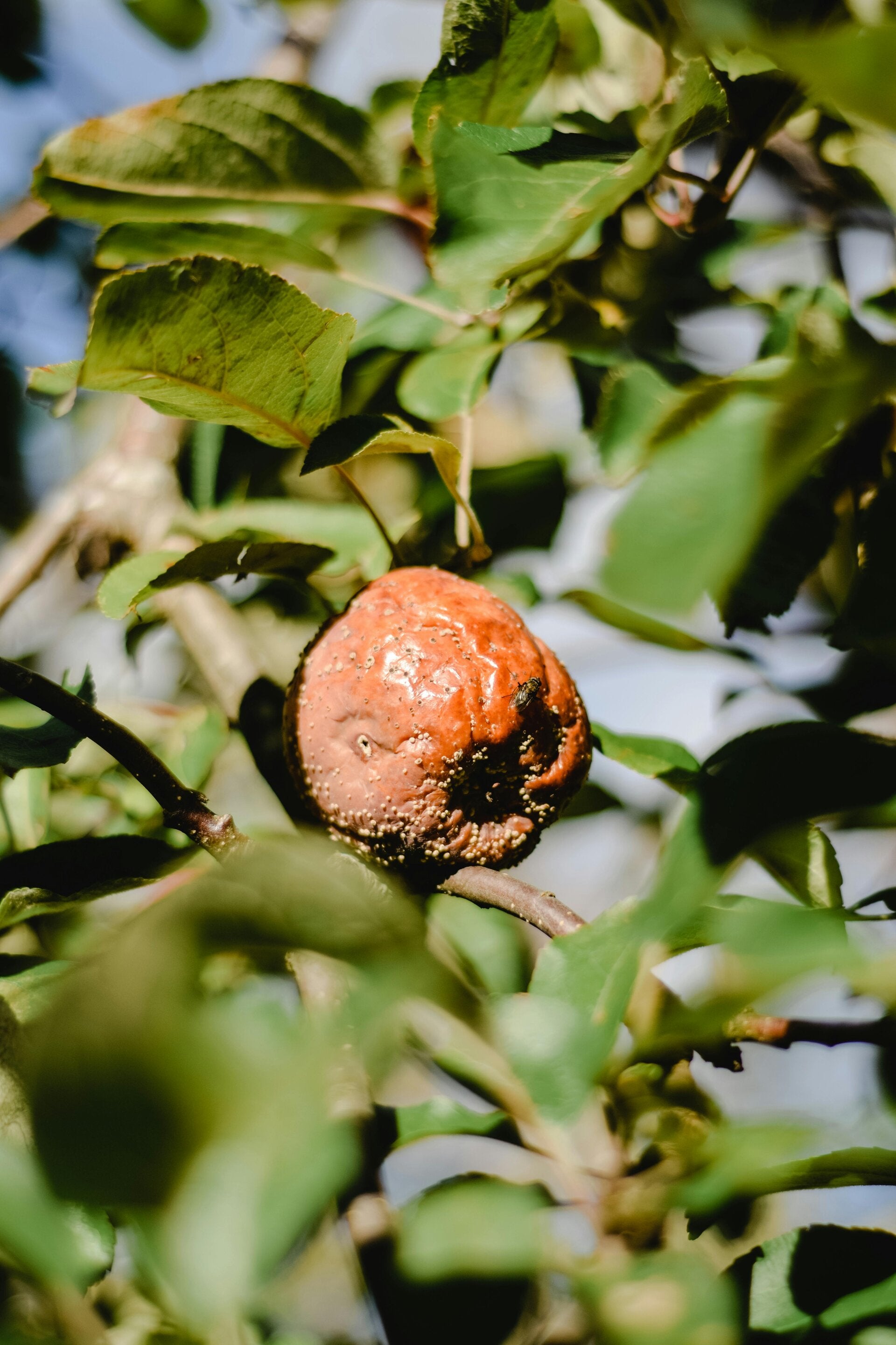 Apfelbaum mit Fruchtmonilia (Fruchtfäule) – Pfalzschnibbler berät bei Krankheiten und Schädlingen an Obstbäumen