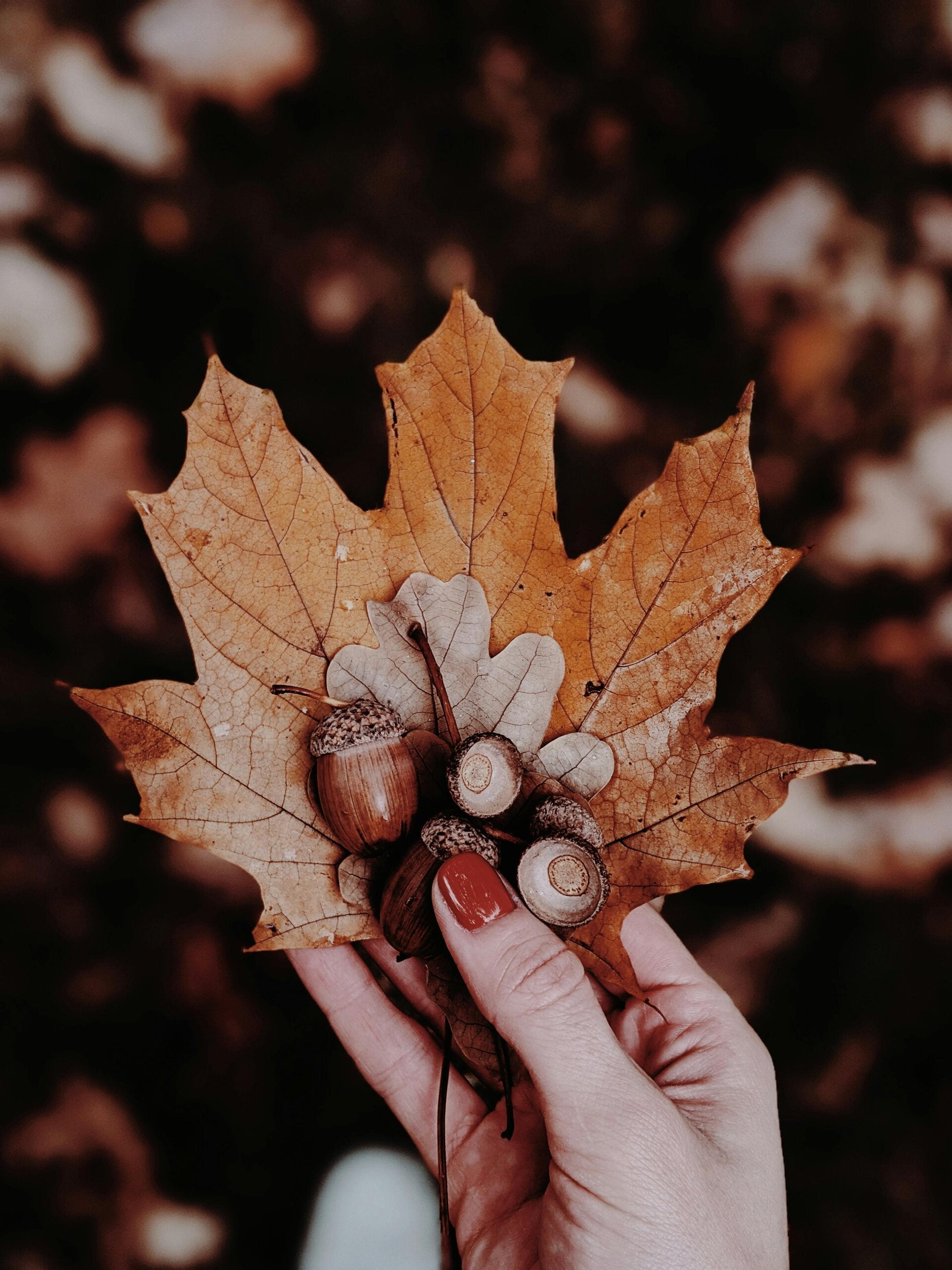 Edelsteine für den Herbst – energetische Begleiter für Erdung und Loslassen