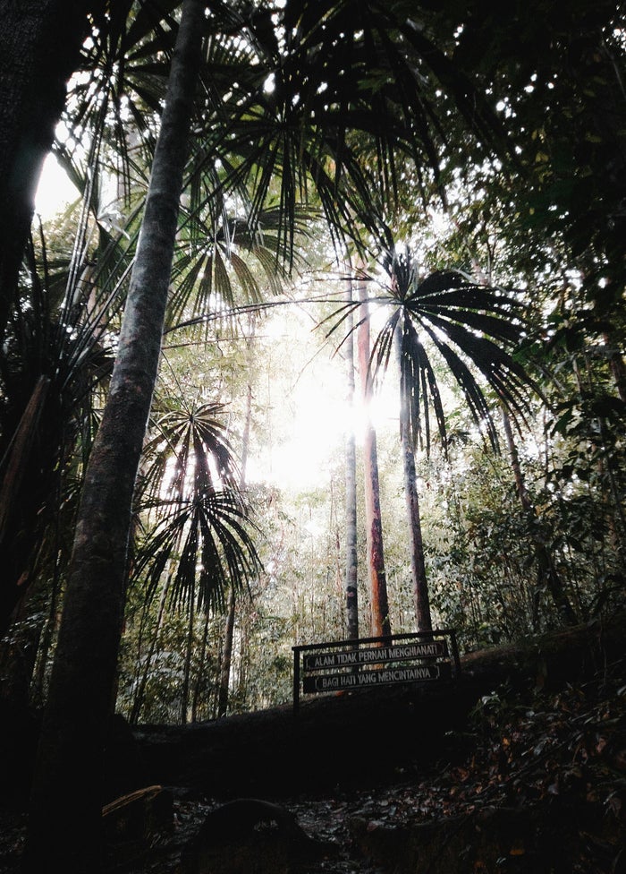 Nature tropicale en Malaisie