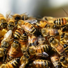 wasps