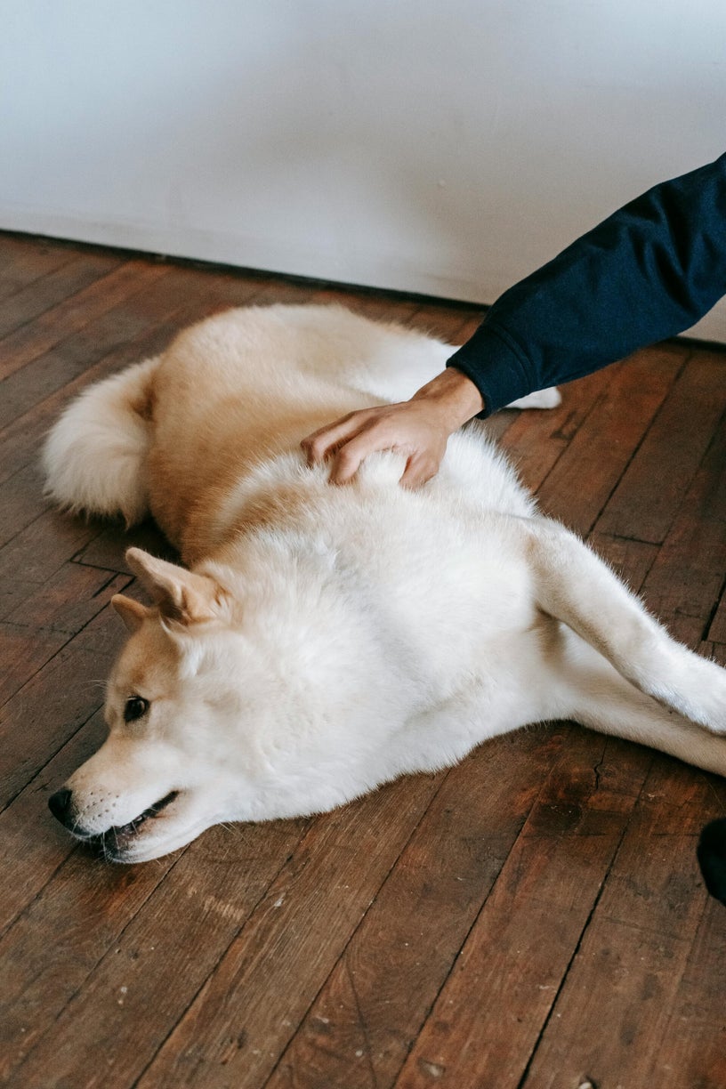 Hond verstopping informatie