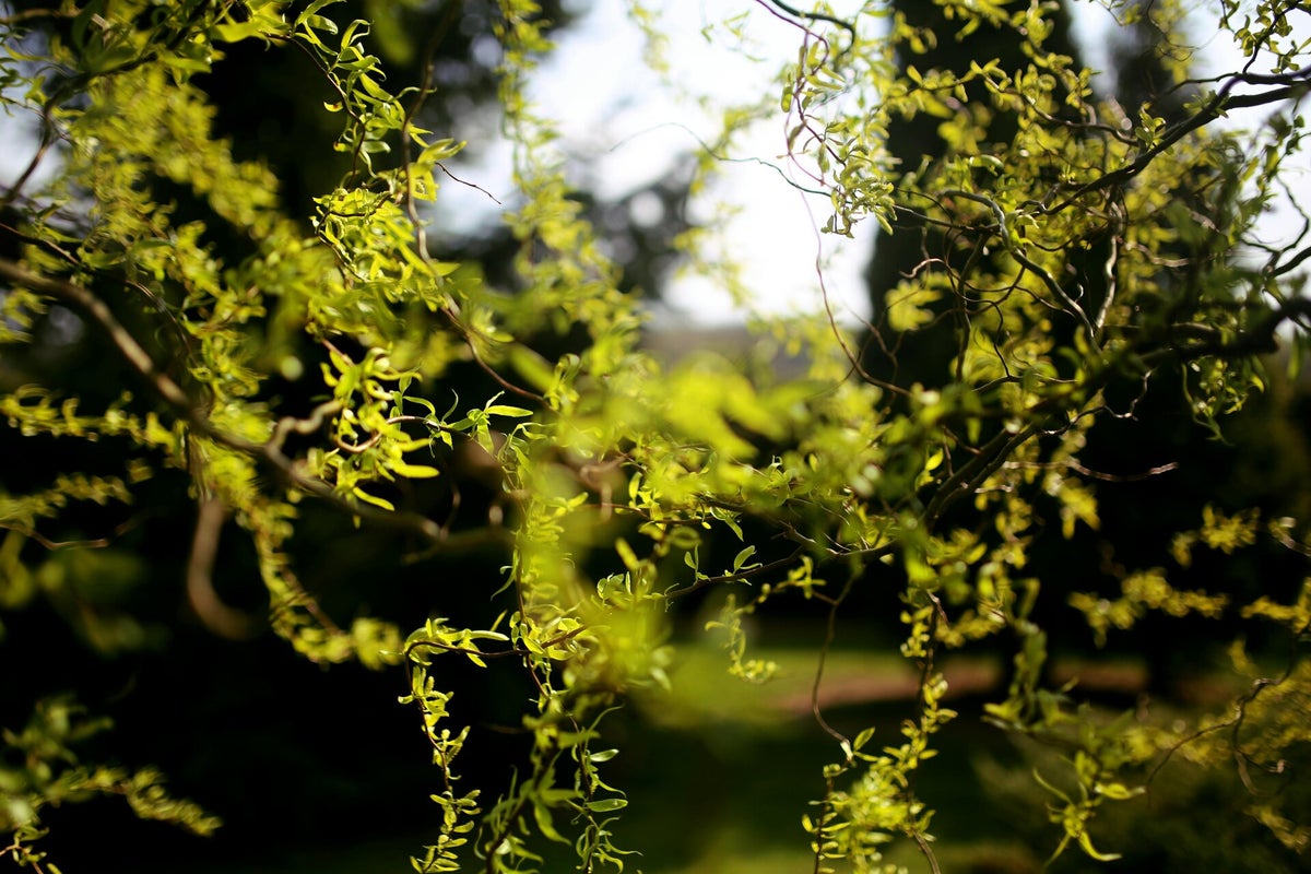 Paysage fleuri au printemps