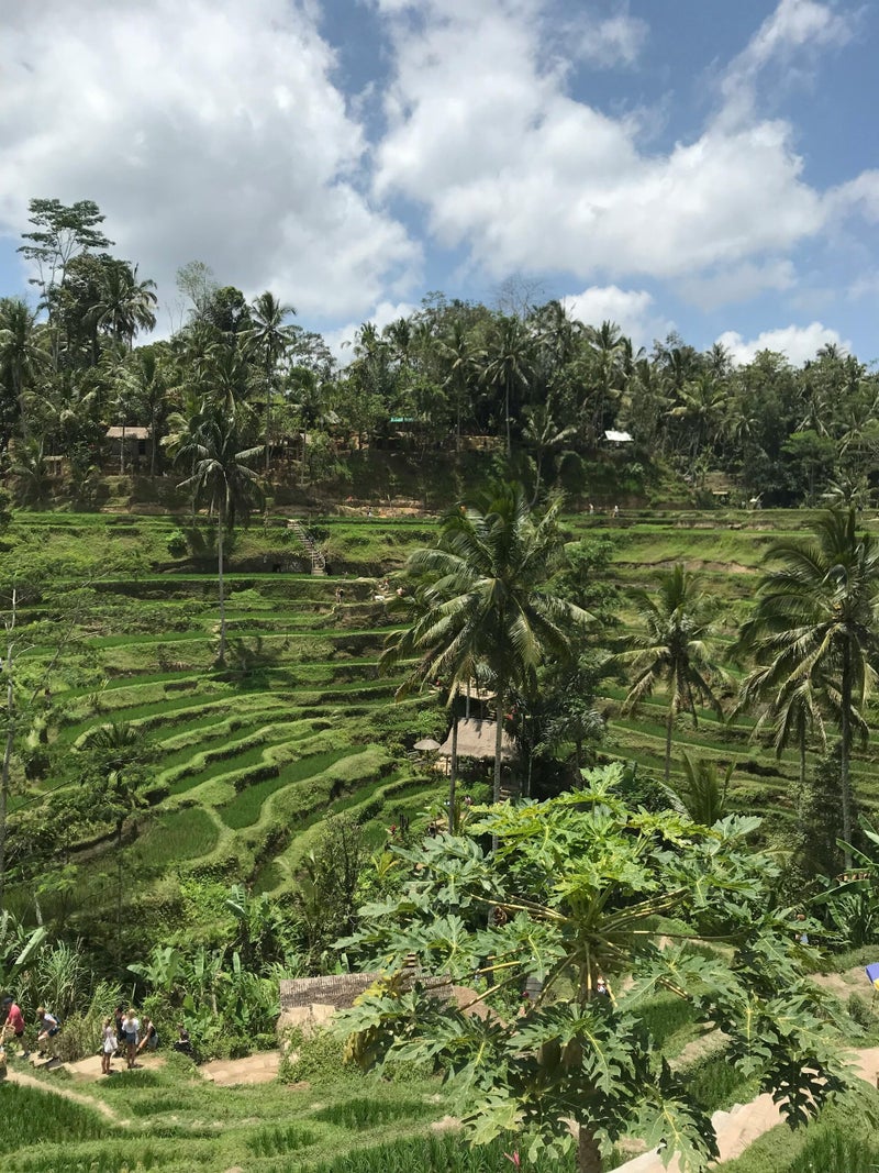 Rijstterrassen van Tegalalang bij Ubud