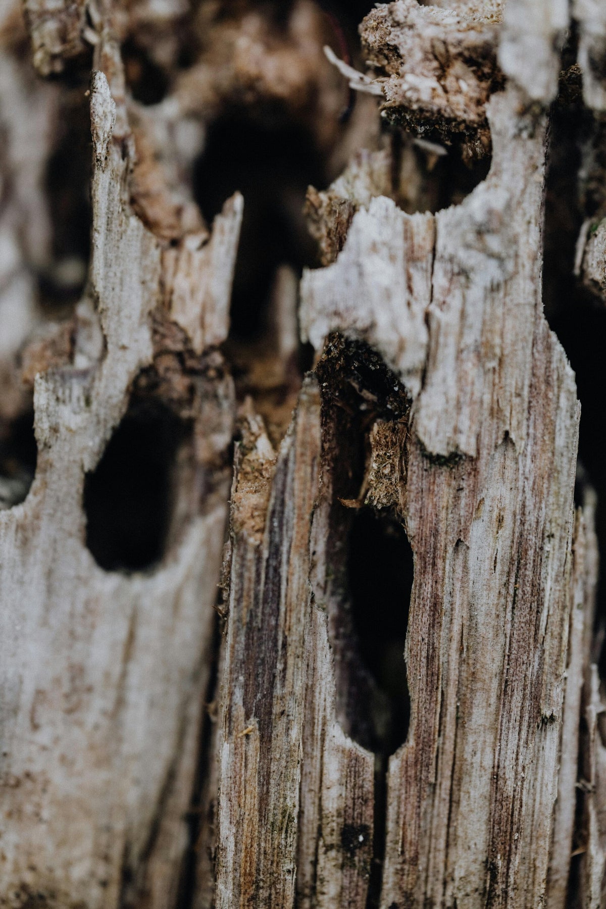 ProShield Termite & Pest Contol