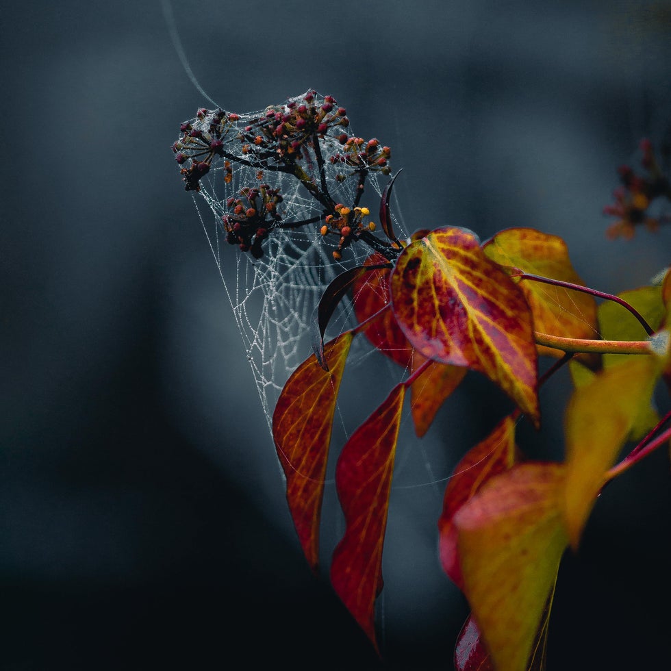 Foto Theia Sight oktober herfstbladeren spinnenweb dauw Missnienox poëzie