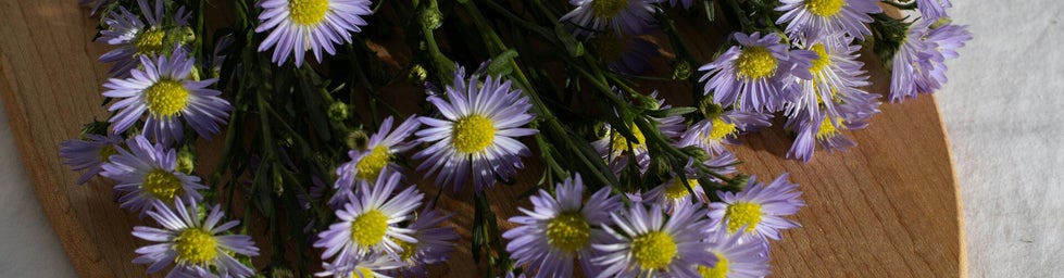 tekst: "breng balans met een vleugje paars" met blauw/paarse droogbloemen