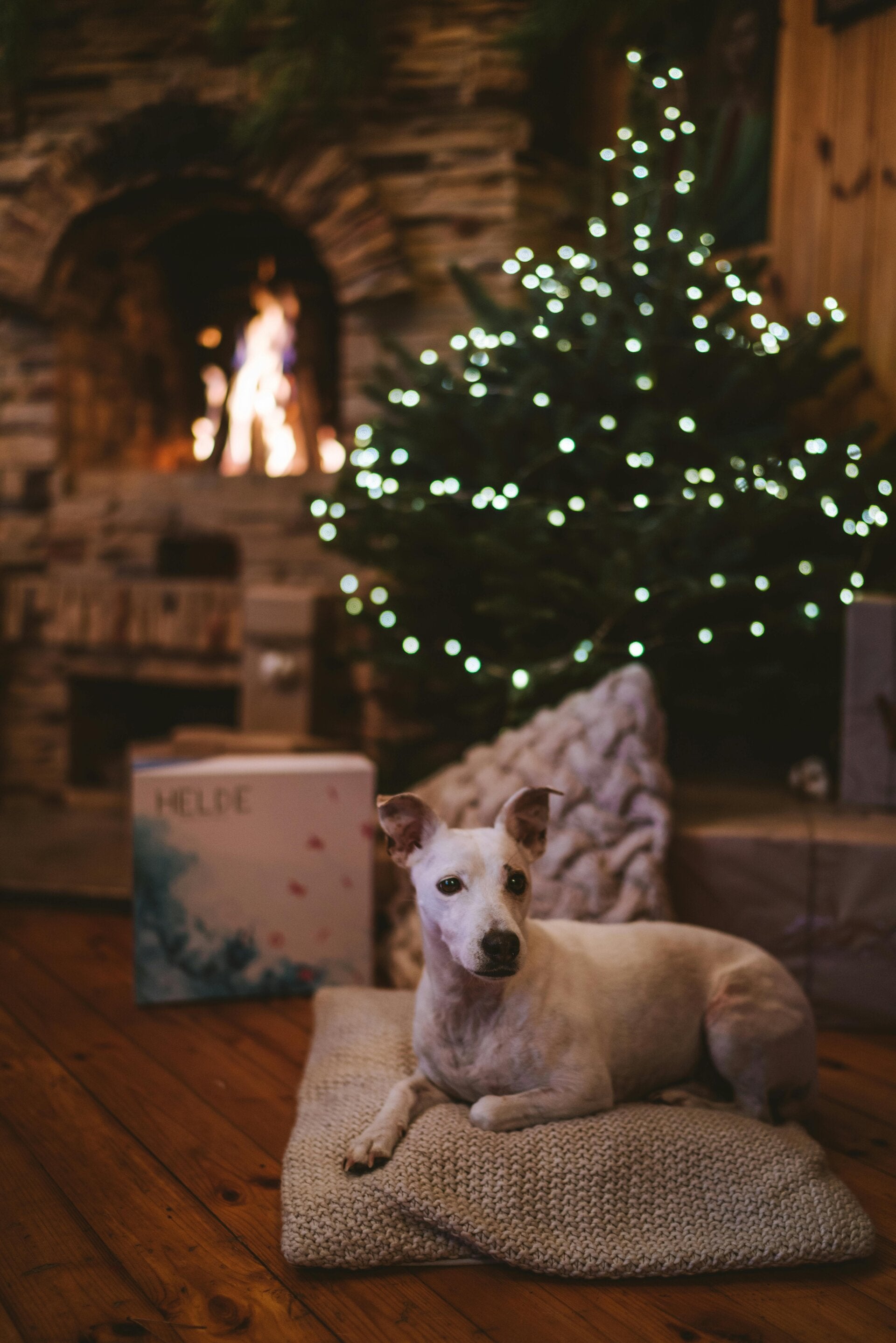 Calm dog by Christmas tree and log fire during premium in-home pet-sitting