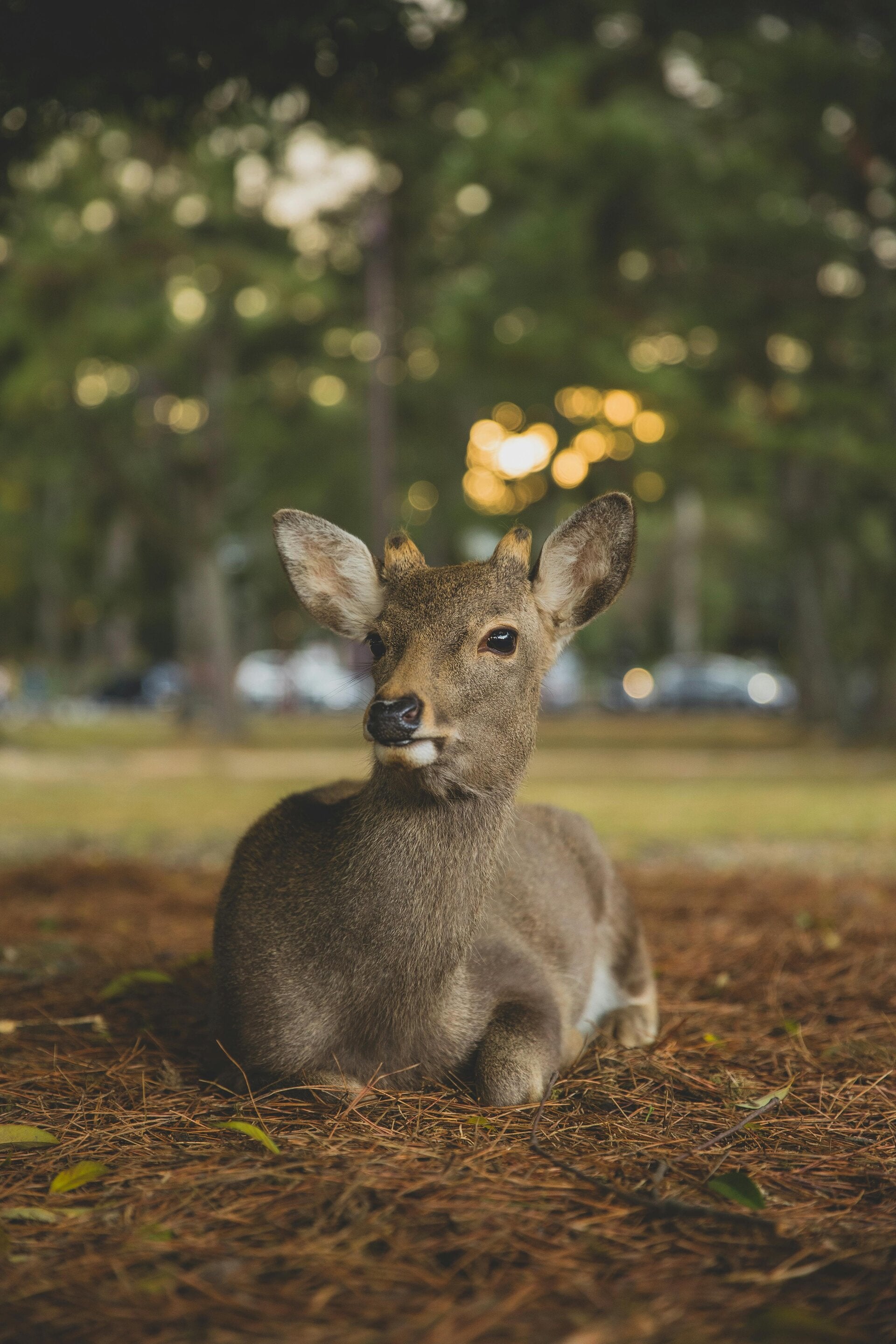 Biche observée dans un parc boisé